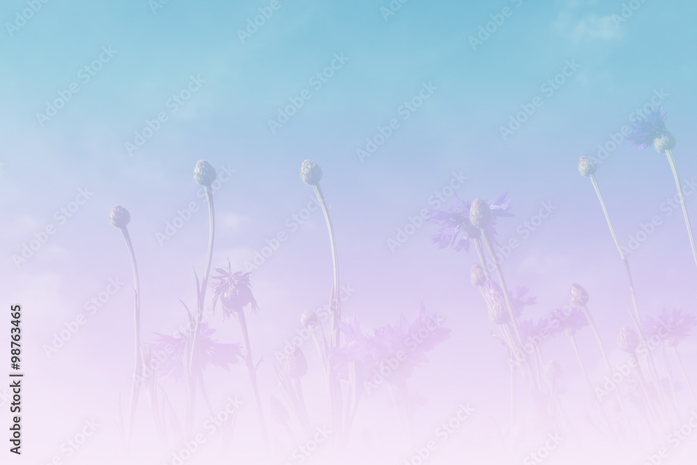 purple Cornflower with blue sky background