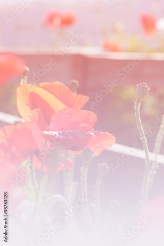 Fototapeta Naklejka Na Ścianę i Meble -  Opium poppy flower