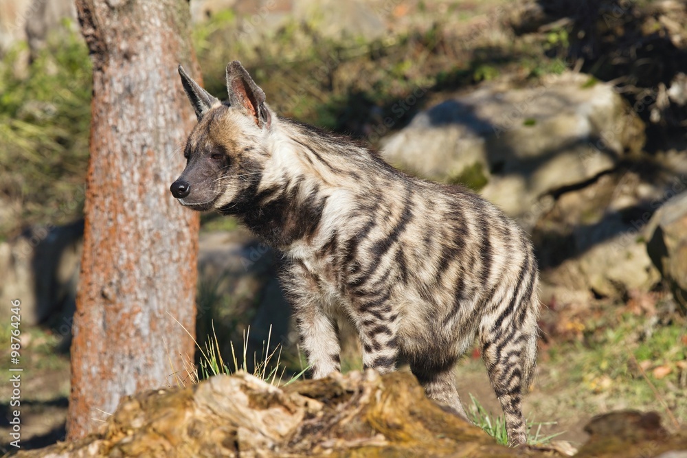 Naklejka premium Striped Hyaena, Hyaena hyaena, watching nearby