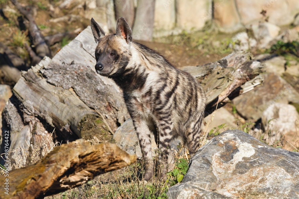 Striped Hyaena, Hyaena hyaena, watching nearby