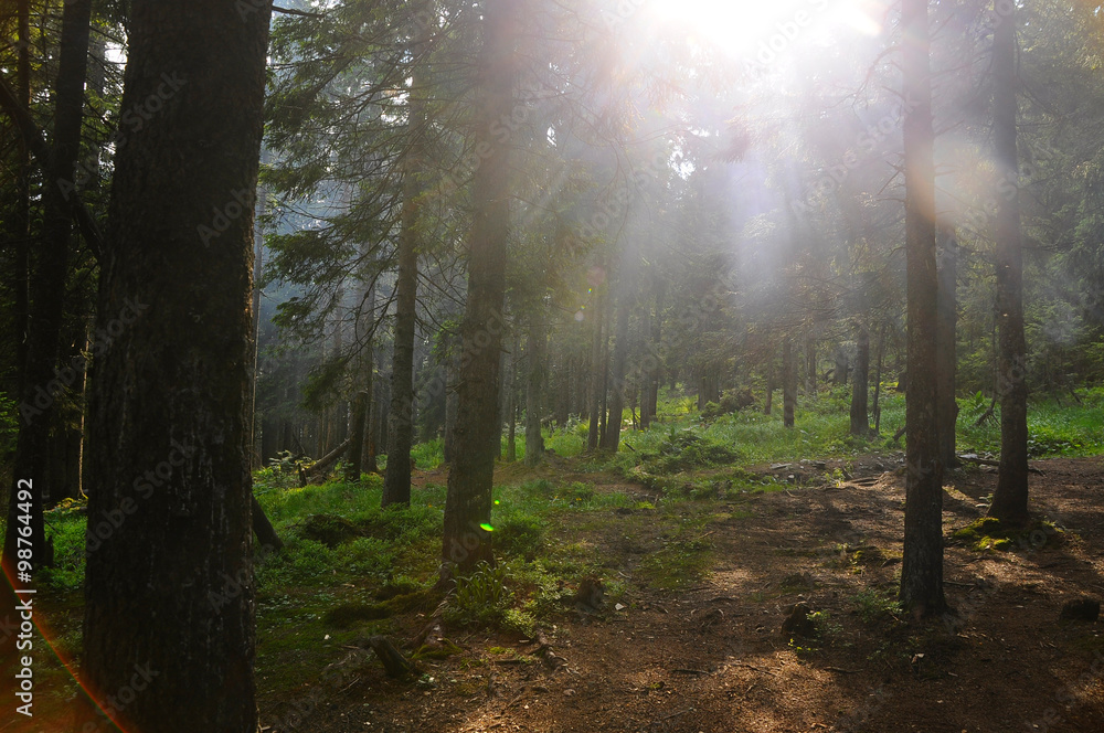 Fototapeta premium The sun in the forest