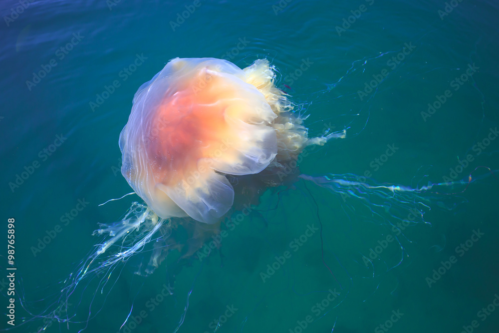 Fototapeta premium Beautiful vibrant picture of a floating jellyfish in atlantic ocean, norwegian sea also known as lion's mane jellyfish, arctic jellyfish, a giant medusa