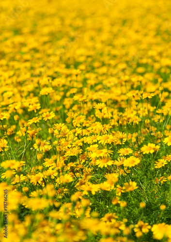 Yellow Daisies © kitty45