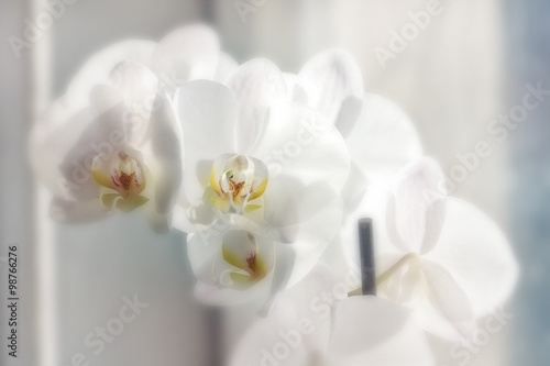 Orchids in daylight
