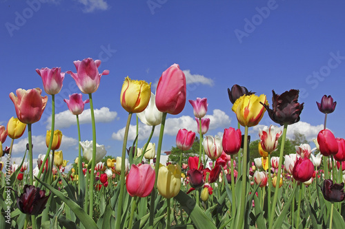 buntes Tulpenbeet an einem Frühlingstag