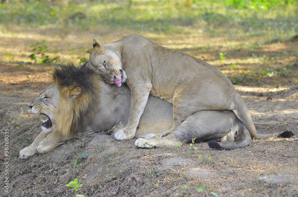 Asiatic lion in IndiaA pair of Asiatic lions in India Asiatic lion in IndiaA pair of Asiatic lions in India