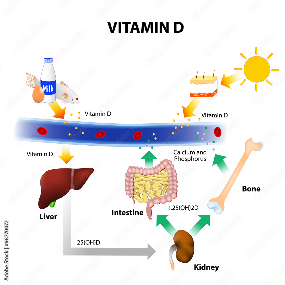 Schematic Diagram Of Vitamin D Metabolism Stock Vector Adobe Stock