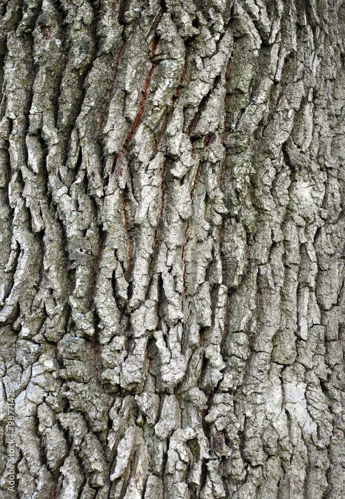 Obraz premium abstract background with tree bark