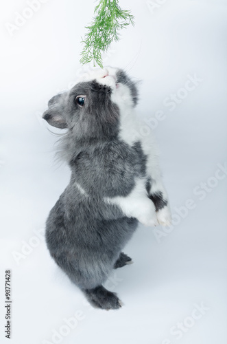 Fototapeta Naklejka Na Ścianę i Meble -  rabbit stands on his hind legs to eat delicious grass