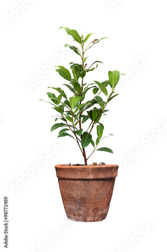 Trees in pots on isolated