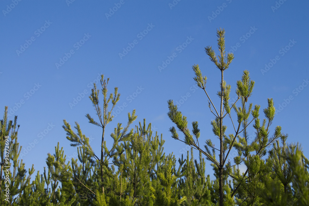 The tops of the pine trees on a background of blue sky with clouds. The tops of the pine trees on a background of blue sky with clouds.
