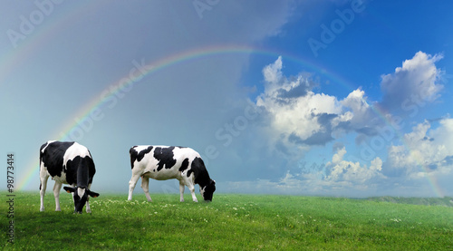 Herd of cows at summer green field