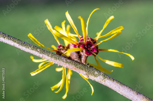 Hamamelis.