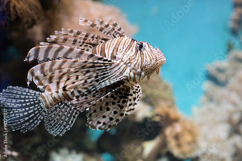 Fish swims in the aquarium  Zebra winged. Fish among corals and algae. 