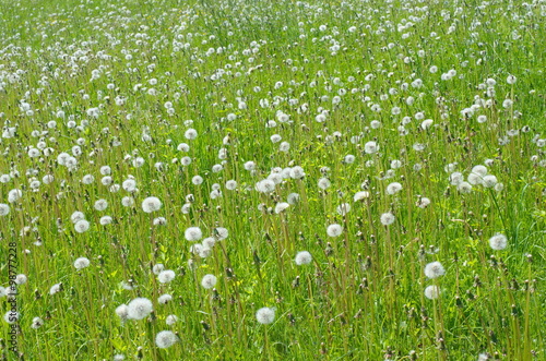 Field of white dandelions