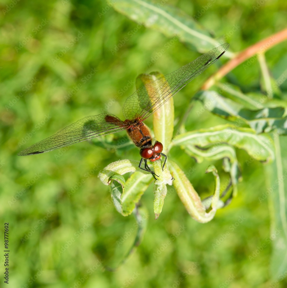 Blutrote Heidelibelle (Sympetrum sanguineum), geschlechtsreifes Männchen, sitzt auf Weidenblättern (Salix) in der Sonne, Mecklenburg- Vorpommern, Deutschland Blutrote Heidelibelle (Sympetrum sanguineum), geschlechtsreifes Männchen, sitzt auf Weidenblättern (Salix) in der Sonne, Mecklenburg- Vorpommern, Deutschland