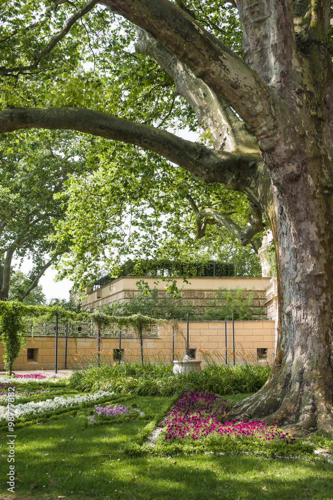 Kleiner Orangeriesaal, beschirmt von Gewöhnlicher Platane, (Platanus ×hispanica), Schweriner Schloss, Schwerin, Mecklenburg-Vorpommern, Deutschland Kleiner Orangeriesaal, beschirmt von Gewöhnlicher Platane, (Platanus ×hispanica), Schweriner Schloss, Schwerin, Mecklenburg-Vorpommern, Deutschland