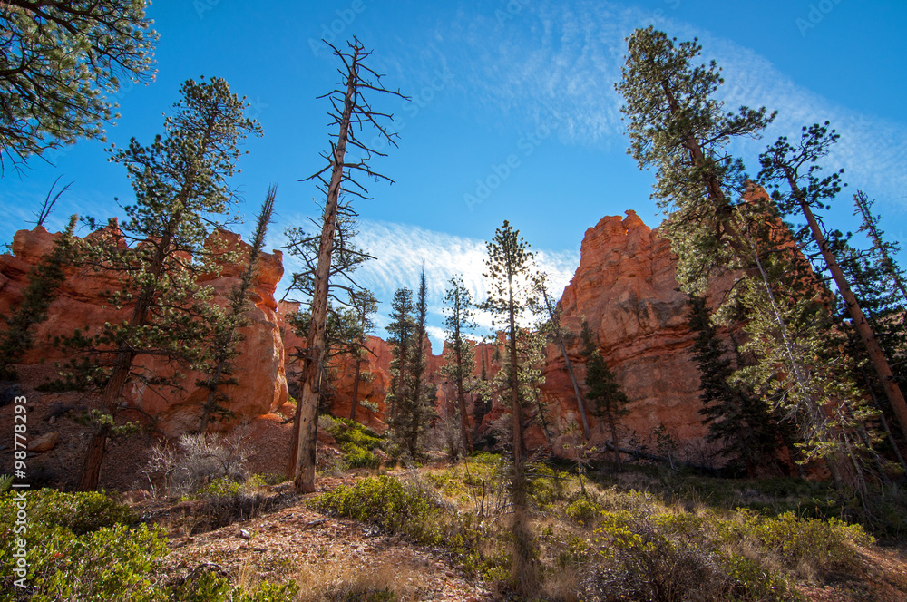 Bryce Canyon national park, Utah, USA