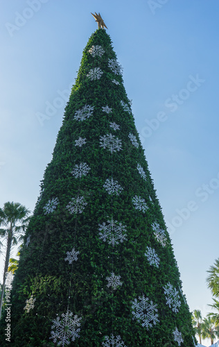 christmas tree and blue sky