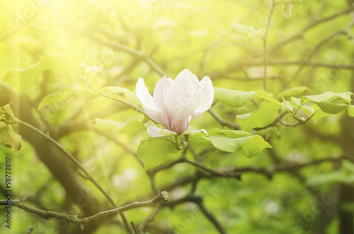 Magnolia spring flowers