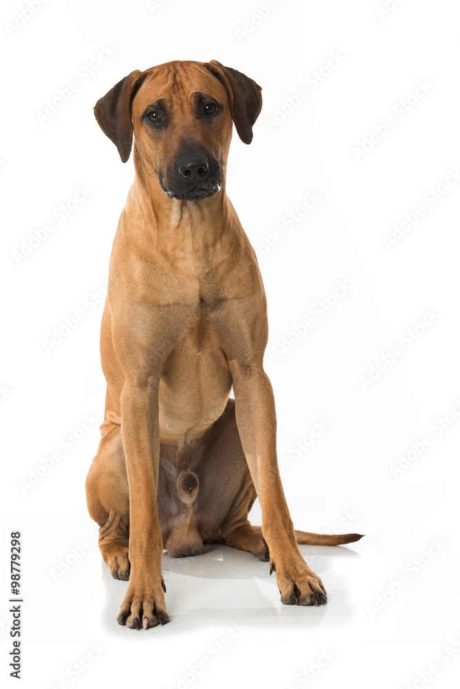 Rhodesian Ridgeback