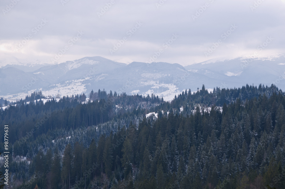Naklejka premium Panorama of the winter forest and mountains