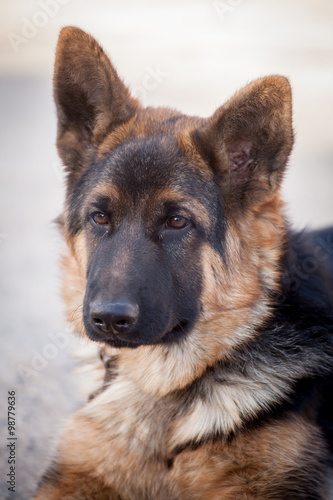 Cute german shepherd dog posing