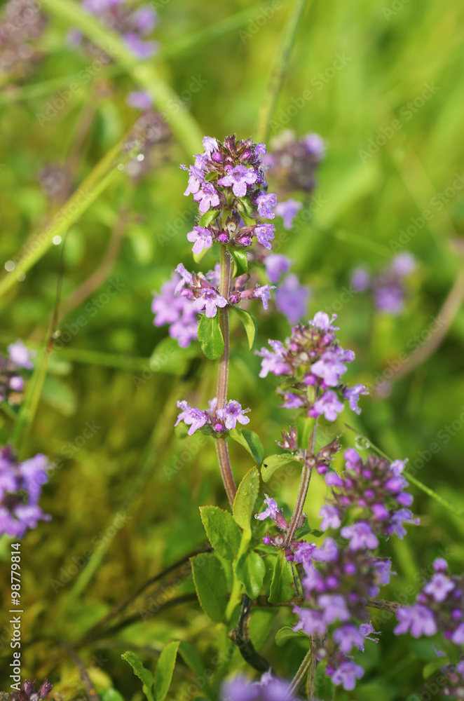 Thymus with flowers Thymus with flowers