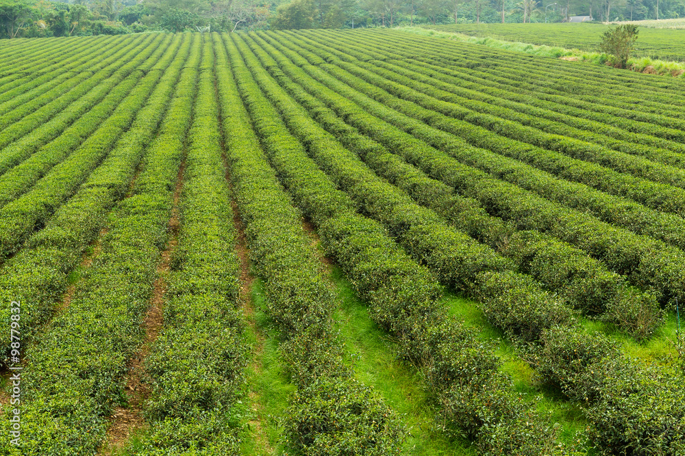 Tea plantation