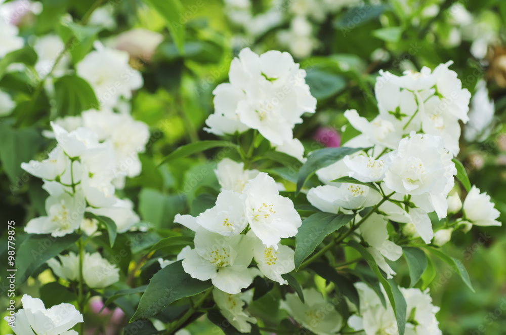 Jasmine flower in garden Jasmine flower in garden