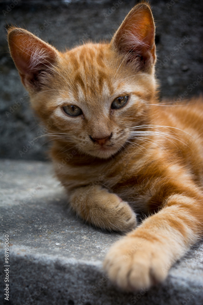 White ginger cat lying on the grey stairs and looking straight ahead with a paw stretched forward White ginger cat lying on the grey stairs and looking straight ahead with a paw stretched forward
