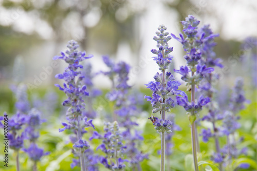 Blue salvia flower in garden