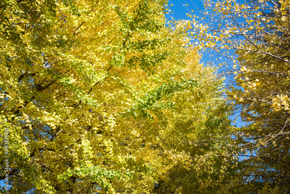 Bright yellow color leaves on ginkgo tree Bright yellow color leaves on ginkgo tree