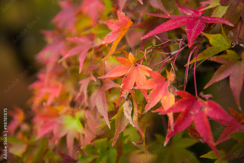 Colorful leaves on maple tree in garden Colorful leaves on maple tree in garden