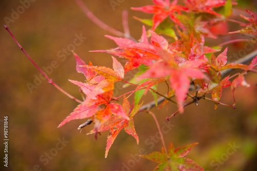 Colorful leaves on maple tree in garden