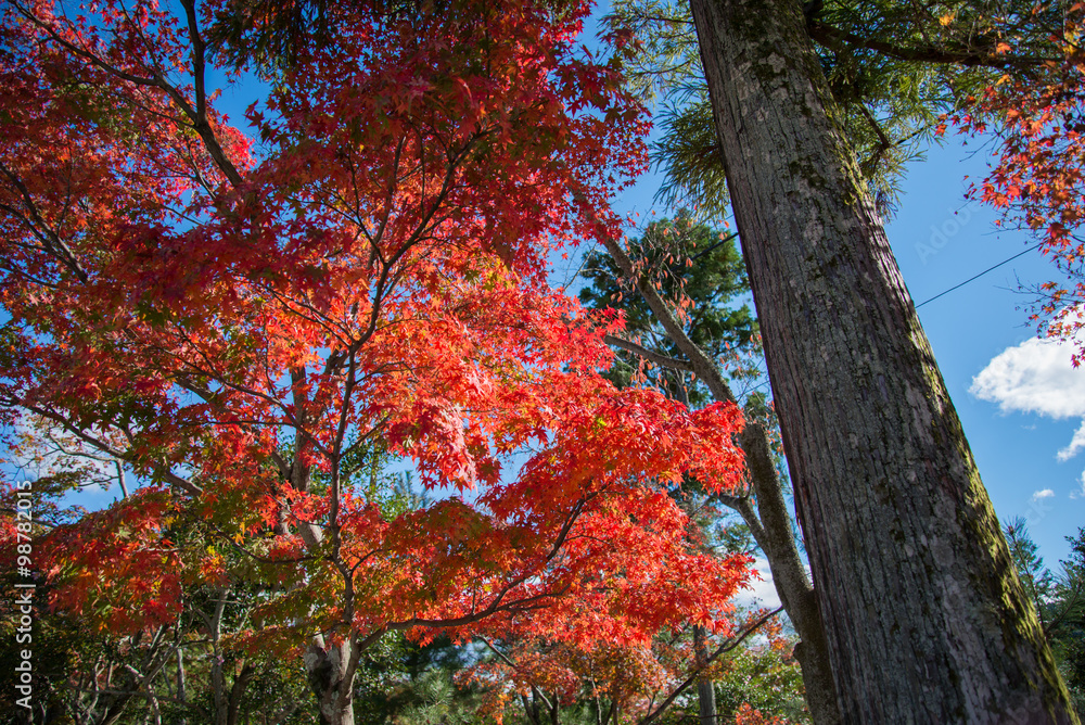 Colorful leaves on maple tree in garden