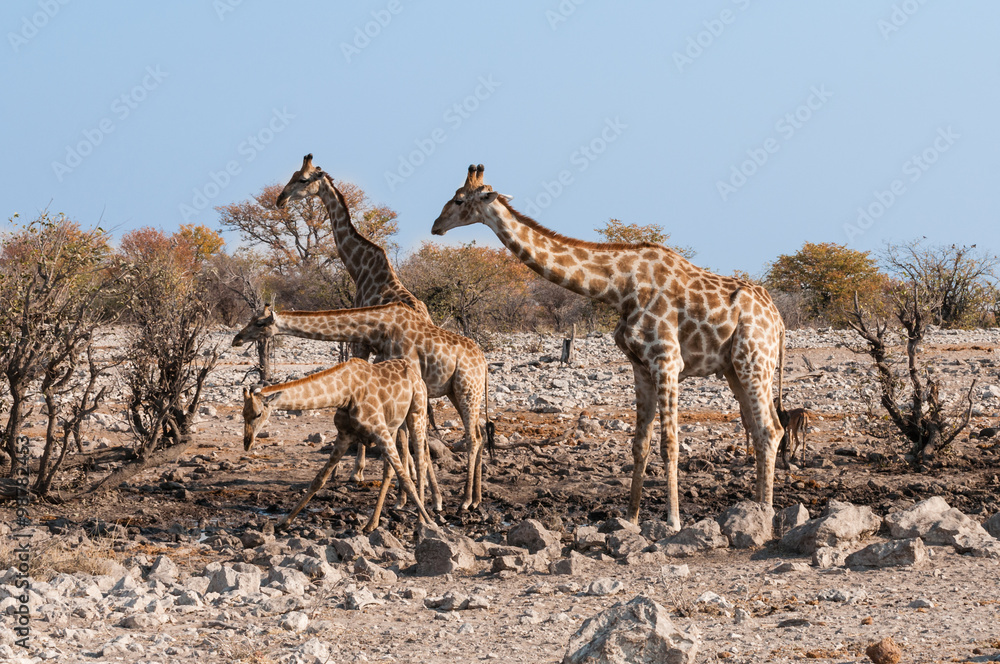 Obraz premium Giraffen am Wasserloch; Etosha-Nationalpark; Namibia