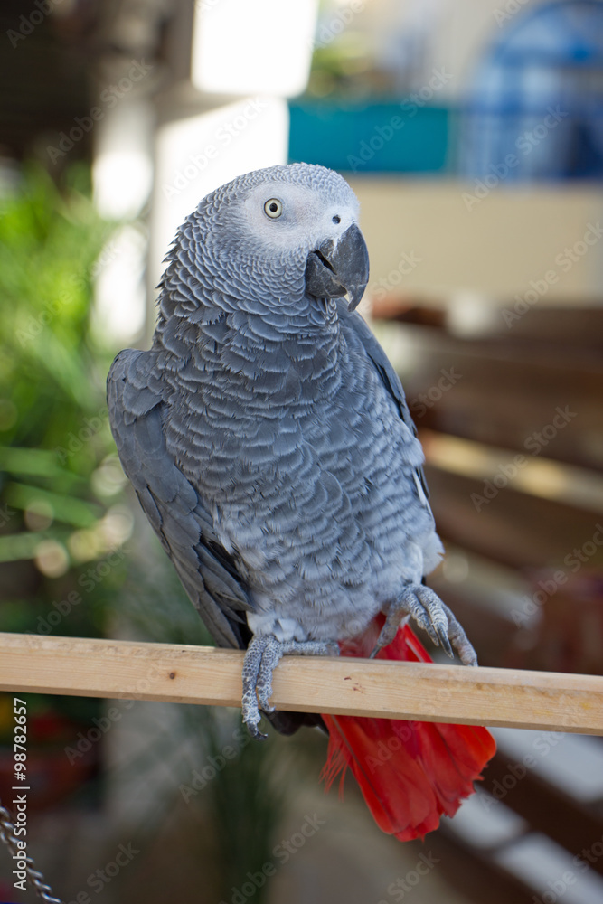 Obraz premium серый попугай с ярко красным хвостом