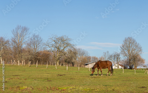 Cheval brun