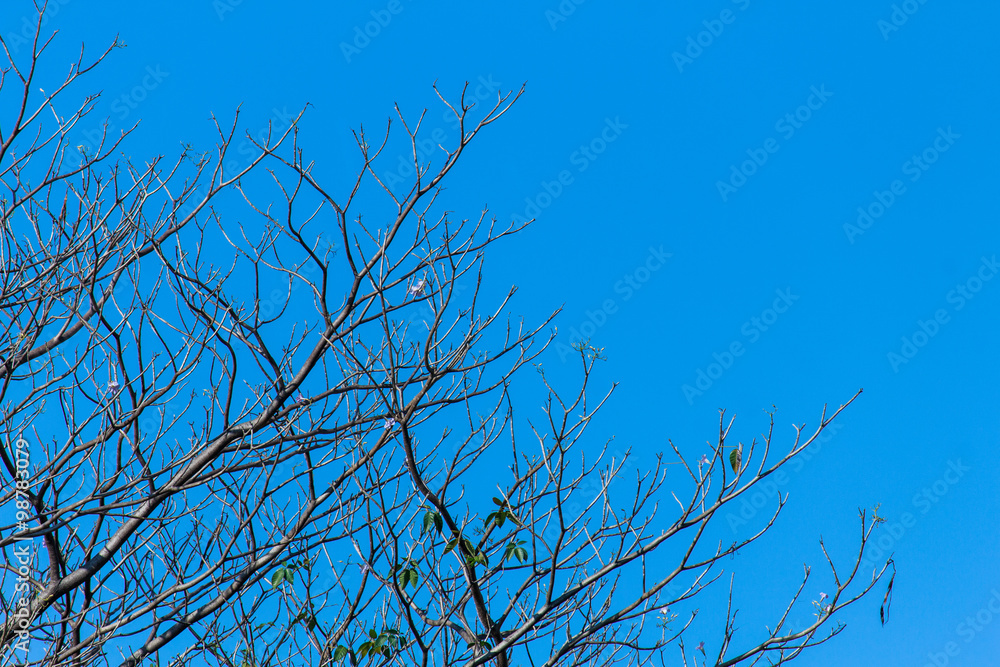 Obraz premium Large trees