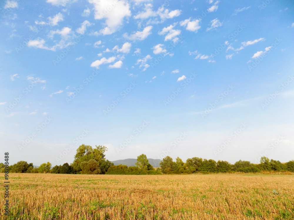 Fototapeta premium Field after harvest, forest and sky