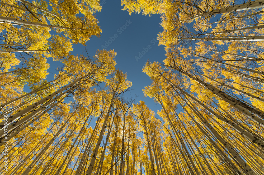 Naklejka premium Zbieżne jesienne osiki