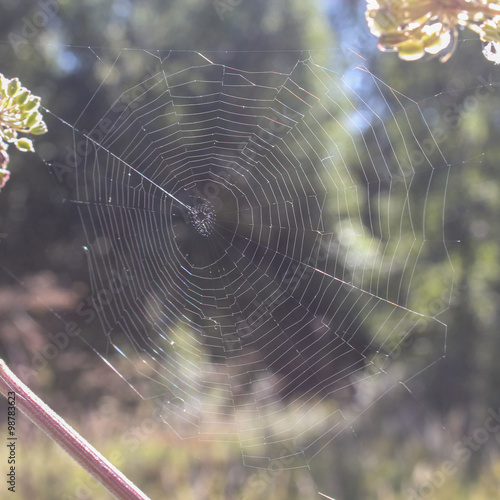 spider web between plants