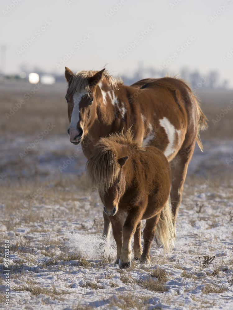 A Horse and Pony on a windswept snowy pasture in South Dakota A Horse and Pony on a windswept snowy pasture in South Dakota