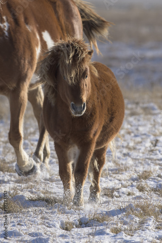 A Shetland Pony on a cold snow covered pasture in South Dakota