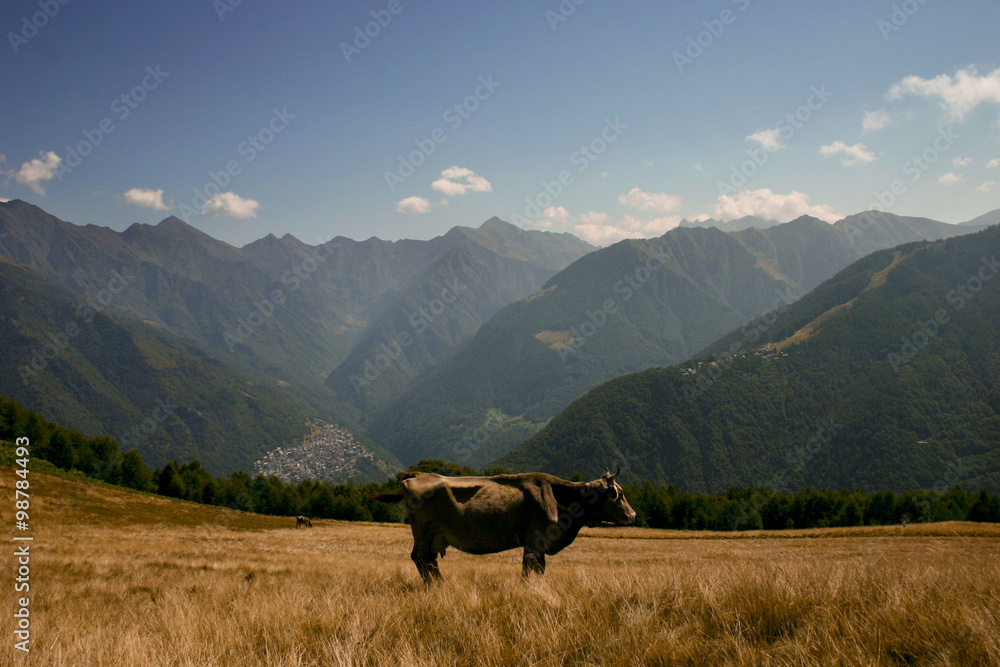 cow grazing in the mountains