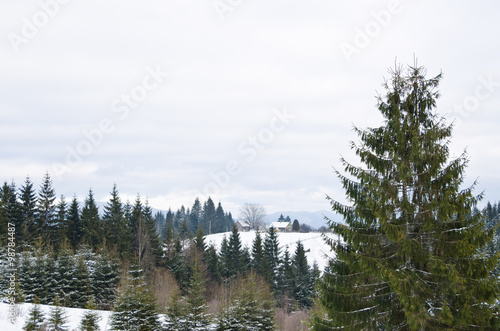Snowy forest in the resort Bukovel