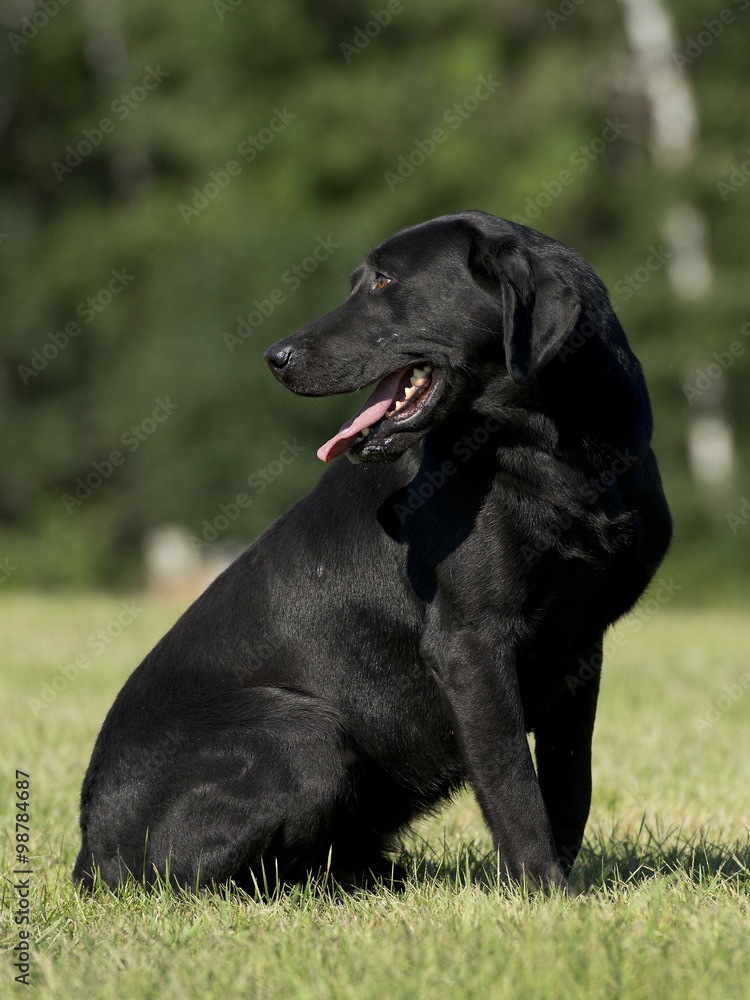 Black Labrador Retriever