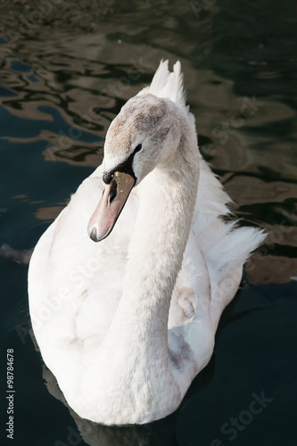 swan in the pool photo