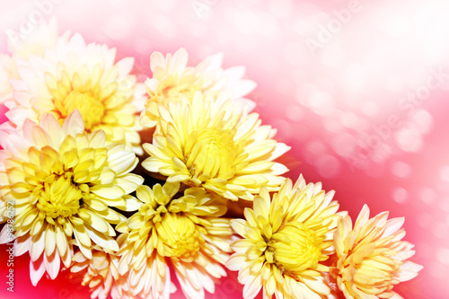 Floral background. Flowers chrysanthemums